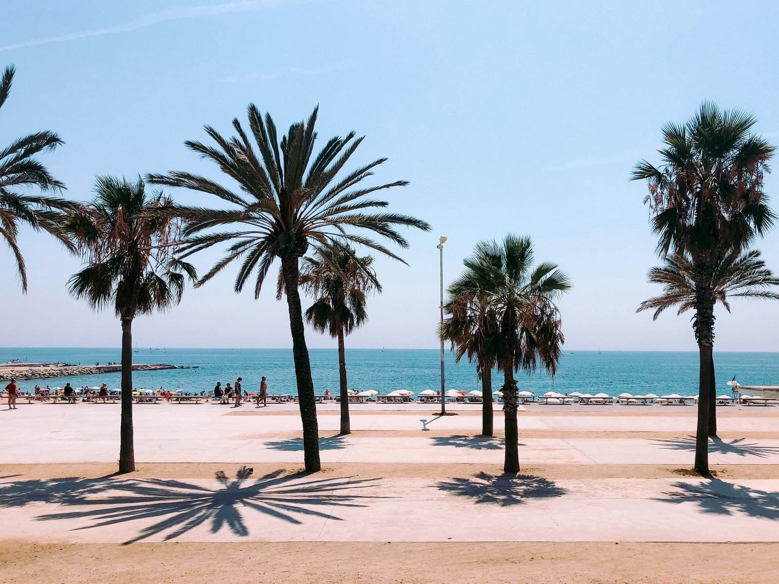 Palm-lined beach promenade in Barcelona